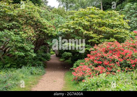 Steinbruch-Garten Der Belsay Hall Stockfoto