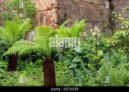 Steinbruch-Garten Der Belsay Hall Stockfoto