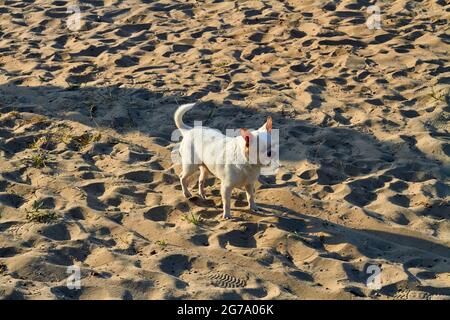 Weißer, einhaariger chihuahua, der auf dem Strandsand steht. Stockfoto