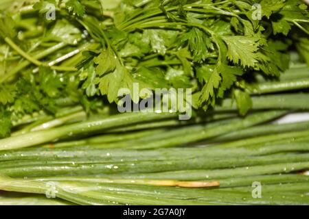 Frische, natürliche, nasse, grüne Petersilienblätter aus der Nähe. Stockfoto