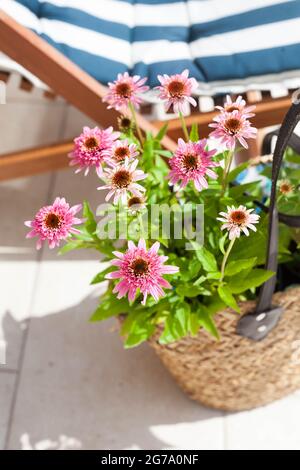 Pink Echinacea purpurea Butterfly Küsse in einem Graskorb auf der Terrasse - wunderschöne bienenfreundliche Perrenial-Kegelblumen Stockfoto