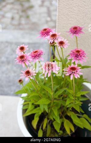 Pink Echinacea purpurea Butterfly Küsse in einem Topf auf der Terrasse - wunderschöne bienenfreundliche Perrenial-Kegelblumen Stockfoto