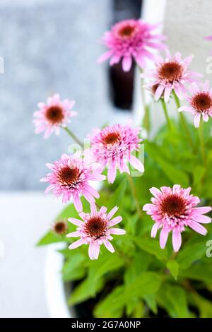 Pink Echinacea purpurea Butterfly Küsse in einem Topf auf der Terrasse - wunderschöne bienenfreundliche Perrenial-Kegelblumen Stockfoto