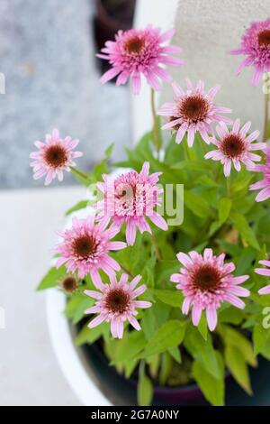 Pink Echinacea purpurea Butterfly Küsse in einem Topf auf der Terrasse - wunderschöne bienenfreundliche Perrenial-Kegelblumen Stockfoto