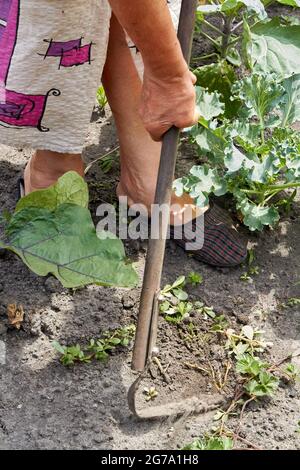 Die alte Dame arbeitet im Garten mit der Sckythe im Freien. Stockfoto