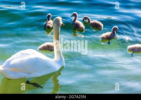 Wien, stummer Schwan (Cygnus olor) mit jungen Küken, Neue Donau 22. Donaustadt, Wien, Österreich Stockfoto