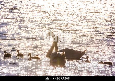 Wien, stummer Schwan (Cygnus olor) mit jungen Küken, Neue Donau 22. Donaustadt, Wien, Österreich Stockfoto