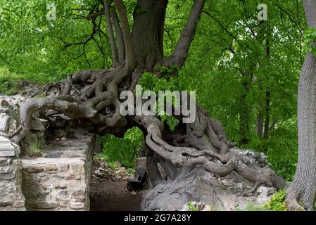 Deutschland, Sachsen-Anhalt, Stecklenberg, alter Lindenbaum wächst an den Wänden der Lauenburger Burgruine im Harz, wurde 1903 bei Ausgrabungen entdeckt. Stockfoto