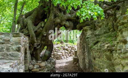 Deutschland, Sachsen-Anhalt, Stecklenberg, alter Lindenbaum wächst an den Wänden der Lauenburger Burgruine im Harz, wurde 1903 bei Ausgrabungen entdeckt. Stockfoto