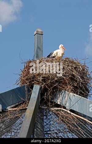 Storch, Storchennest, Luisenpark, Mannheim, Baden-Württemberg, Deutschland Stockfoto