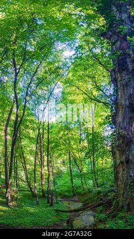 St. Andrä-Wördern, Tal Hagenbachklamm, Bach Hagenbach, Urwald, Tal, Urwald, Bärlauch (Allium ursinum), Bärlauch, Bäume, Naturpark Eichenhain in Wienerwald, Wienerwald, Niederösterreich / Niederösterreich, Österreich Stockfoto