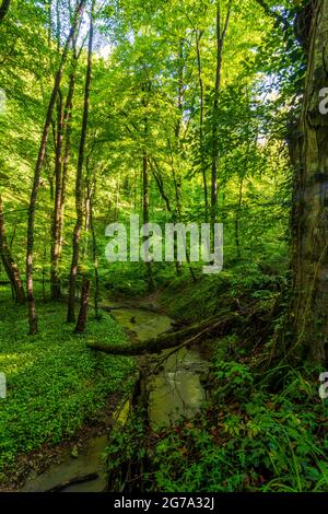 St. Andrä-Wördern, Tal Hagenbachklamm, Bach Hagenbach, Urwald, Tal, Urwald, Bärlauch (Allium ursinum), Bärlauch, Bäume, Naturpark Eichenhain in Wienerwald, Wienerwald, Niederösterreich / Niederösterreich, Österreich Stockfoto