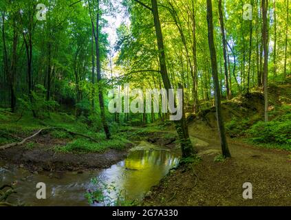 St. Andrä-Wördern, Tal Hagenbachklamm, Bach Hagenbach, Urwald, Tal, Urwald, Bärlauch (Allium ursinum), Bärlauch, Bäume, Naturpark Eichenhain in Wienerwald, Wienerwald, Niederösterreich / Niederösterreich, Österreich Stockfoto