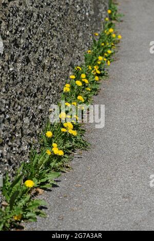 Deutschland, Bayern, Straßenrand, Mauer, Bürgersteig, Asphalt, Elendelionen wachsen aus einer Fuge Stockfoto