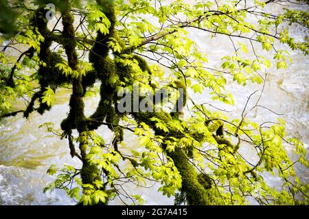 Wasserwelt in der Areuse Gorge Stockfoto