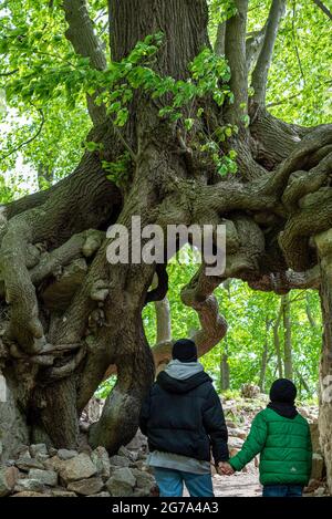 Deutschland, Sachsen-Anhalt, Stecklenberg, alte Linde wächst an den Wänden der Lauenburger Ruine im Harz. Stockfoto