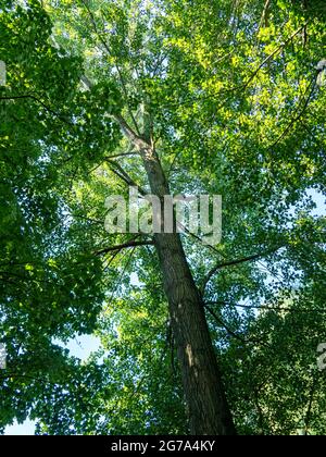 Hoher Baum mit grünem Laub von unten gesehen Stockfoto