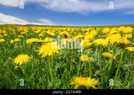 Nahaufnahme von blühenden Dandelionen und grünem Gras vor blauem Himmel Stockfoto