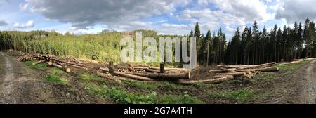 Fichtendiebel aus Rindenkäfer und Trockenheit Stockfoto