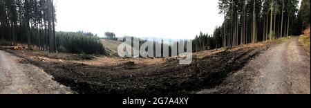 Fichtendiebel aus Rindenkäfer und Trockenheit Stockfoto