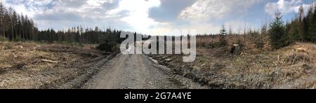 Fichtendiebel aus Rindenkäfer und Trockenheit Stockfoto