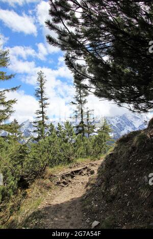 Wanderung zur Stepbergalm 1583m, bei Garmisch, Ammergauer Alpen, Oberbayern, Bayern, Deutschland, Frühling, Wanderweg, Pinien Stockfoto