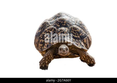 Leopard Schildkröte zu Fuß Vorderansicht isoliert in weißem Hintergrund ; specie Stigmochelys pardalis Familie von Testudinidae Stockfoto