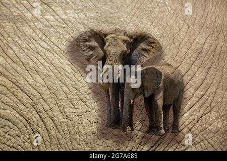 Nahaufnahme der afrikanischen Buschelefantenhaut mit mehreren Bildern; specie Loxodonta africana Familie der Elephantidae Stockfoto