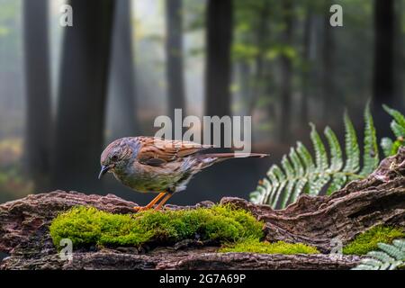 Dunnock / Heckenakzentuor (Prunella modularis / Motacilla modularis) auf Baumstumpf im Wald Stockfoto