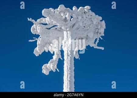 Deutschland, Baden-Württemberg, Schwarzwald, Hornisgrinde, umgekehrter Baumstamm mit Wurzeln. Stockfoto