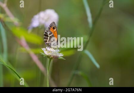 Spanische Gatekeeper, Nymphalidae Pyronia Bathseba, butterfly, Andalusien, Spanien. Stockfoto