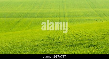 Feld mit grünen Rasen Stockfoto