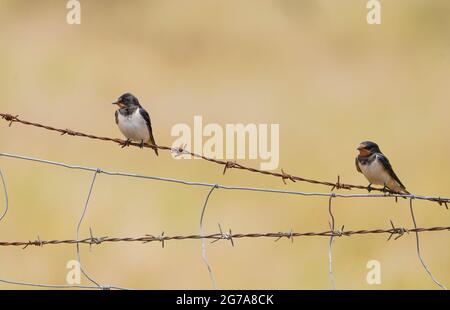 Scheune Swallows, Hirundo rustica, ruht auf einem Stacheldraht, Spanien Stockfoto