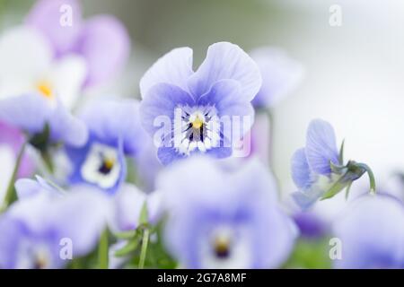 Nahaufnahme von Pansy Flowers, pastellviolett, verschwommener Naturhintergrund Stockfoto