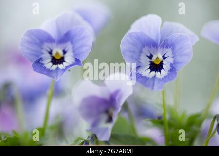 Nahaufnahme von Pansy Flowers, pastellviolett, verschwommener Naturhintergrund Stockfoto