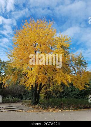 Herbstbaum im Ostpark Stockfoto