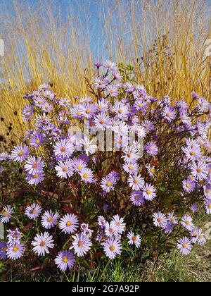 Aster und Gräser in der Herbstsonne Stockfoto