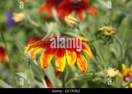 Indische Decke (Gaillardia pulchella) in voller Blüte, Deutschland Stockfoto