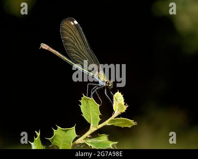 Weibchen schöne Demoiselle (Calopteryx virgo) im Profil gesehen, auf einem Blatt angesiedelt Stockfoto