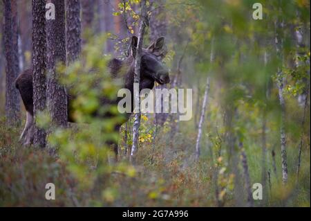Junger Stier Elch in einem Herbstwald in Schweden Stockfoto