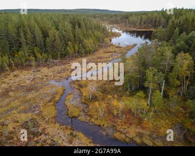 Im Herbst strömen Sie in einem sumpfigen Waldgebiet in der Nähe des Hamra-Nationalparks, Schweden Stockfoto