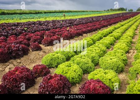 Soest, Sauerland, Nordrhein-Westfalen, Deutschland - Gemüseanbau, in Reihen wachsende Salatpflanzen, Eichenblattsalat (Lactus sativa var. Crispa), auch Eichenblattsalat oder amerikanischer Salat, und Lollo Bianco und Lollo Rosso. Stockfoto