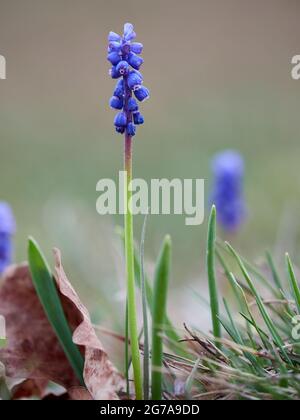 Kleine Traubenhyazinthen, Muscari botryoides Stockfoto