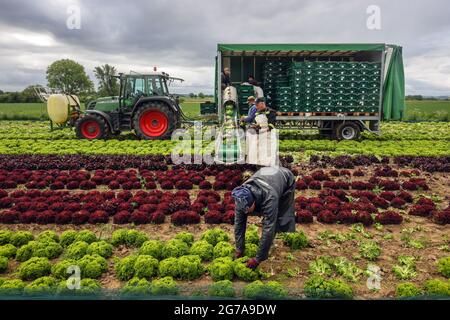 Soest, Sauerland, Nordrhein-Westfalen, Deutschland - Gemüseanbau, Erntehelfer bei der Salaternte werden die frisch geernteten Salatköpfe direkt auf dem Feld im Anhänger gewaschen und in Schachteln, Eichenblattsalat (Lactus sativa var. crispa), auch Eichenblattsalat oder amerikanischer Salat verpackt, Und Lollo Bianco und Lollo Rosso. Stockfoto