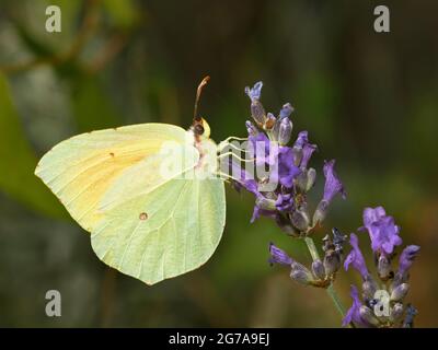 Kleopatra-Schmetterling (Gonepteryx cleopatra), der sich von einer Lavendelblüte ernährt Stockfoto