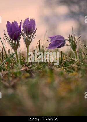 Pasque Flower, Pasque Flower, Pulsatilla vulgaris Stockfoto