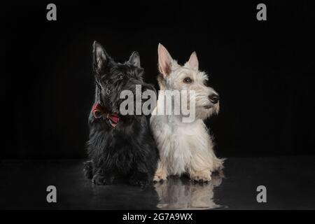 Paar schwarz-weiße schottische Terrier Welpen auf dunklem Hintergrund Studioaufnahme Stockfoto