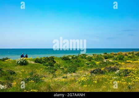 Schleswig-Holstein, Insel Fehmarn in der Ostsee. Flügge, Blick über den blühenden Naturstand, Strand an der Brücke, am Flügger Leuchtturm. Stockfoto