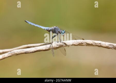 Erwachsener Südskimmer (Orthetrum brunneum) siedelte sich auf einem Zweig im südlichen Peloponnes Griechenlands an Stockfoto