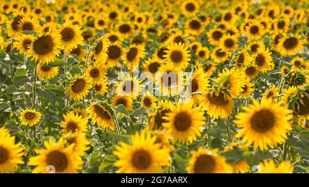 Sonnenblumenfeld in der Nähe von Valensole, Provence, Frankreich, Provence-Alpes-Cote d'Azur, Departement Alpes-de-Haute-Provence Stockfoto